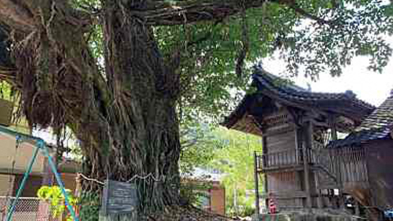 永目神社のアコウの木